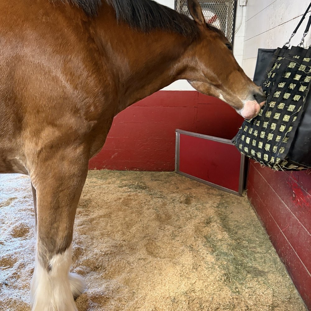 Grant's Farm - A Clydesdale - Attraction Farms Near Me - St. Louis, Missouri