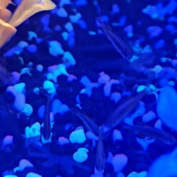 Finatics Aquarium - Galaxy Rasboras... Teeny tiny fishes! Harder to find! - Aquarium Services Near Me - Mississauga, Ontario Finatics Aquarium - Galaxy Rasboras... Teeny tiny fishes! Harder to find! - Aquarium Services Near Me - Mississauga, Ontario