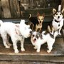 Mid City Animal House Dog Daycare & Boarding