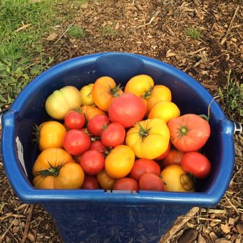 Hood River U-Pick Organic - Heirlooms from the greenhouse - Pick Your Own Farms Near Me - Hood River, Oregon