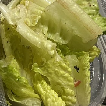 Chicken Maison - Bad lettuce featuring fly protein - Middle Eastern Near Me - Redondo Beach, California
