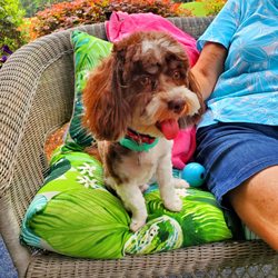 Annies Grooming Tails - Thank you Darla ,Finnegan looks great