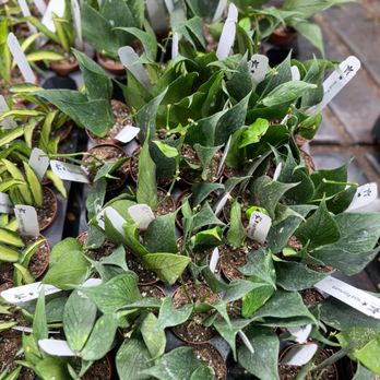 Tejas Plants and Gifts - Hoyas - Pop-up Shops Near Me Tejas Plants and Gifts - Hoyas - Pop-up Shops Near Me