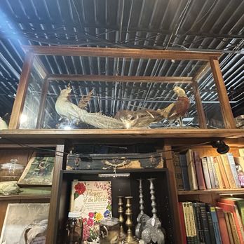 Beloved Bones - Birds! - Thrift Stores Near Me - Oklahoma City, Oklahoma Beloved Bones - Birds! - Thrift Stores Near Me - Oklahoma City, Oklahoma