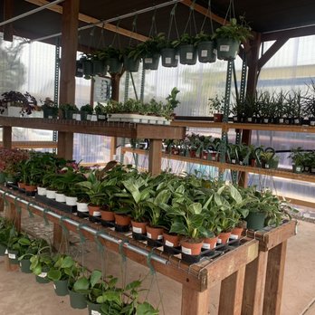 Rain Forest Nursery - House plants section - Nurseries & Gardening Near Me - Manteca, California
