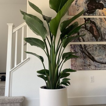 Plant Terra - Special order Birds of paradise, 6 1/2 ft tall. (I already had the planter) - Nurseries & Gardening Near Me - Hayward, California Plant Terra - Special order Birds of paradise, 6 1/2 ft tall. (I already had the planter) - Nurseries & Gardening Near Me - Hayward, California