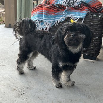 La Mia Bella West - Pet Groomers Near Me - Ventura, California La Mia Bella West - Pet Groomers Near Me - Ventura, California