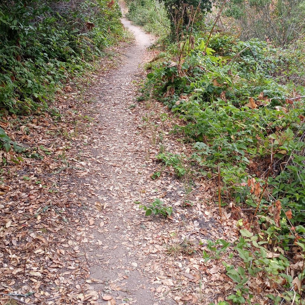 Skyline Trail - Hiking Near Me - Orinda, California Skyline Trail - Hiking Near Me - Orinda, California