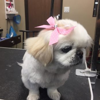 Baxters Pet Grooming - Chloe has allergies, sensitive skin, and Brianna is always so gentle & uses special shampoos. - Pet Groomers Near Me - Lancaster, California Baxters Pet Grooming - Chloe has allergies, sensitive skin, and Brianna is always so gentle & uses special shampoos. - Pet Groomers Near Me - Lancaster, California