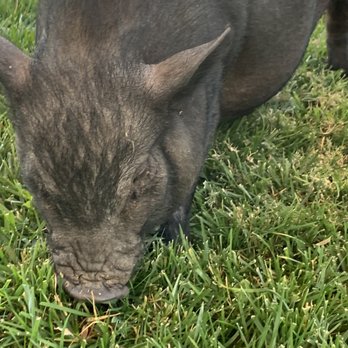 Itty Bitty Mobile Petting Zoo - Petting Zoos Near Me Itty Bitty Mobile Petting Zoo - Petting Zoos Near Me
