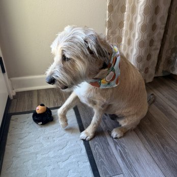 Aspen's Dog House - Jasmine after her grooming - Pet Stores Near Me - San Diego, California Aspen's Dog House - Jasmine after her grooming - Pet Stores Near Me - San Diego, California