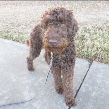 Value Dog Training - Pet Training Near Me