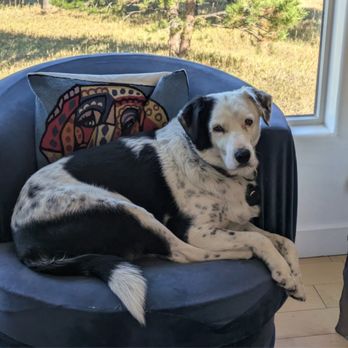 Pet Supplies Plus Golden - Loves her treats and shopping at Pet Supplies Plus. - Pet Stores Near Me - Golden, Colorado Pet Supplies Plus Golden - Loves her treats and shopping at Pet Supplies Plus. - Pet Stores Near Me - Golden, Colorado