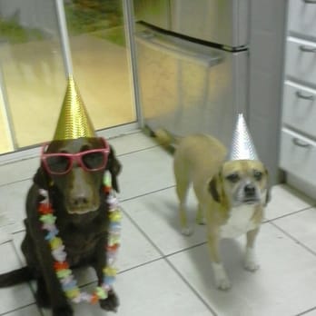 The Pet Nanny - This is a photo Doris sent me of my babies to wish me a Happy New Years - Pet Sitting Near Me The Pet Nanny - This is a photo Doris sent me of my babies to wish me a Happy New Years - Pet Sitting Near Me