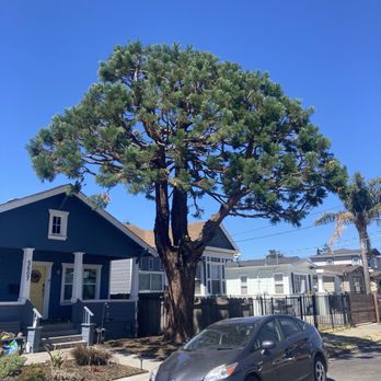 JMV Tree Service - After 2 - Tree Services Near Me - Hayward, California