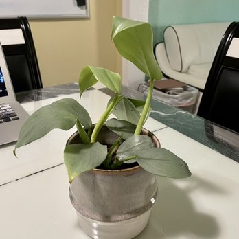 Arium Botanicals - Healthy and beautiful Philodendron Silver Sword 4" - Nurseries & Gardening Near Me - PORTLAND, Oregon Arium Botanicals - Healthy and beautiful Philodendron Silver Sword 4" - Nurseries & Gardening Near Me - PORTLAND, Oregon