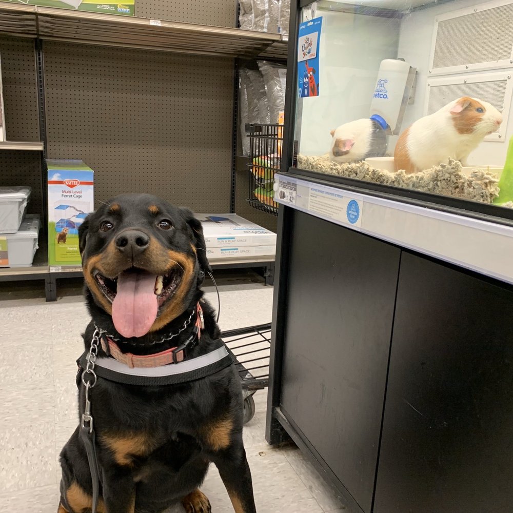 Bellum K9 - More distractions and doing a great job! - Pet Training Near Me Bellum K9 - More distractions and doing a great job! - Pet Training Near Me