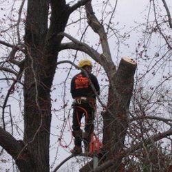 On A Limb Tree Service