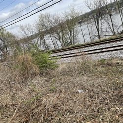 BELL Tree Services - Brush removal