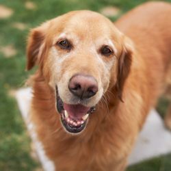 Summit Veterinary Urgent Care