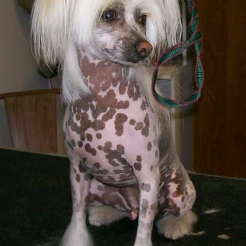 Paws Pet Grooming - Our first Chinese Crested who came to get his hair cut - Pet Groomers Near Me - Elmhurst, Illinois Paws Pet Grooming - Our first Chinese Crested who came to get his hair cut - Pet Groomers Near Me - Elmhurst, Illinois