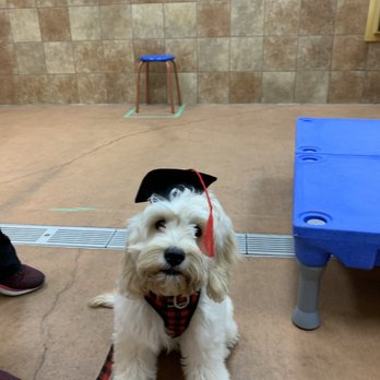PetSmart Grooming - Graduation day (puppy training) - Pet Groomers Near Me - Etobicoke, Ontario PetSmart Grooming - Graduation day (puppy training) - Pet Groomers Near Me - Etobicoke, Ontario