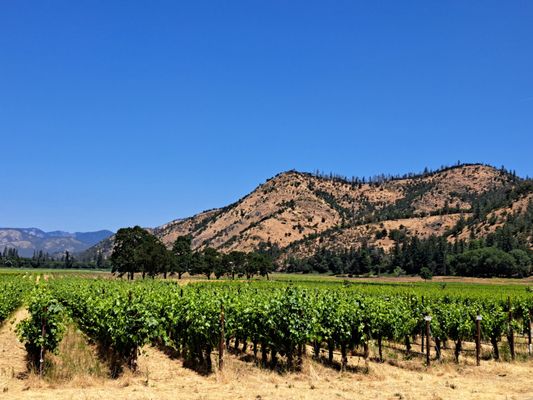 Cowhorn Vineyard & Garden by null