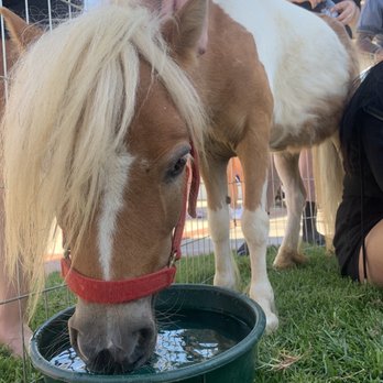 Reptacular Animals - Party & Event Planning Near Me - Sun Valley, California Reptacular Animals - Party & Event Planning Near Me - Sun Valley, California