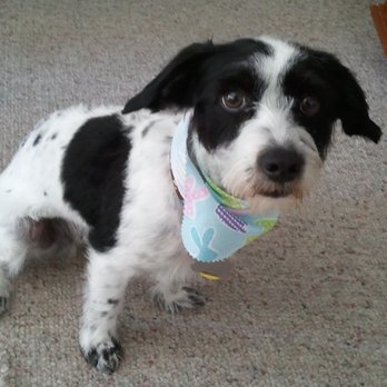 Dippity Do Dog - Pet Groomers Near Me - Chandler, Arizona Dippity Do Dog - Pet Groomers Near Me - Chandler, Arizona