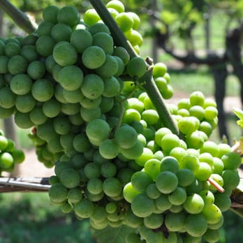 Lenz Winery - Wineries Near Me - Peconic, New York