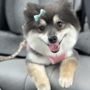 Photo of Lucky Paws Grooming
