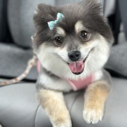 Lucky Paws Grooming - Somi after haircut at Lucky Paws