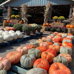 Michigan Local Harvest - Pumpkin Display