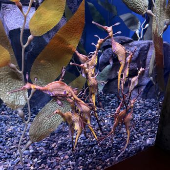 Georgia Aquarium - Seadragons - Aquariums Near Me - Atlanta, Georgia