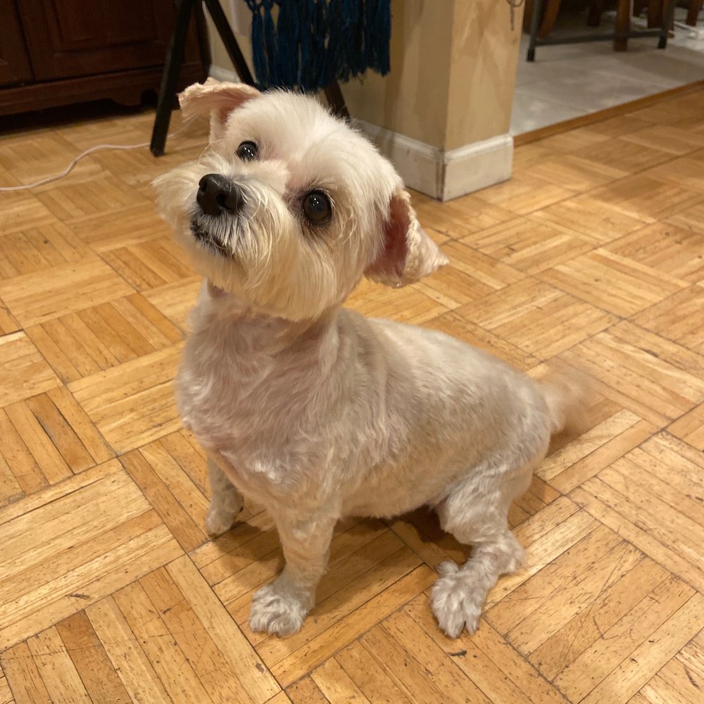 Wag Hotels - Carson - Our pet - Pet Training Near Me - Carson, California Wag Hotels - Carson - Our pet - Pet Training Near Me - Carson, California