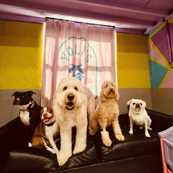 Yoli’s Dog House - Pet Boarding Near Me - Miami, Florida Yoli’s Dog House - Pet Boarding Near Me - Miami, Florida