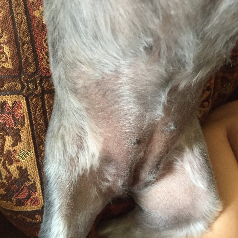 The Dog Zone - Her belly - Pet Groomers Near Me - Sandy, Utah