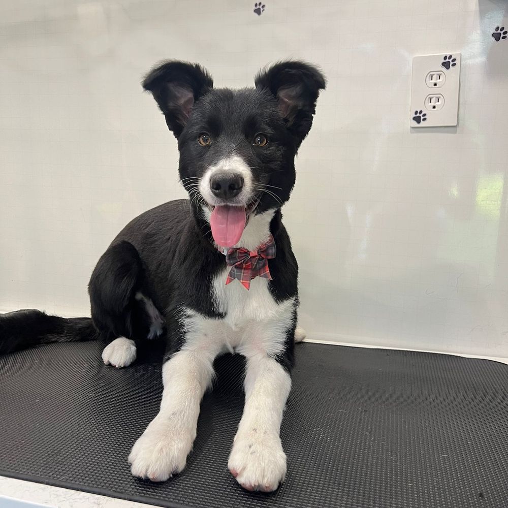 TOP 10 BEST Mobile Pet Grooming near Rio Vista, CA - Updated 2026 - Yelp