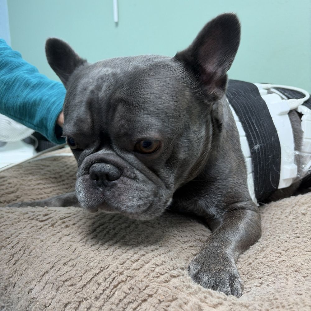 Red light therapy "Game-changer for my pup's arthritis!  Red light therapy boosted their mobility and energy. Highly recommend! "