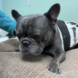Red light therapy "Game-changer for my pup's arthritis! Red light therapy boosted their mobility and energy. Highly recommend! " Red light therapy "Game-changer for my pup's arthritis! Red light therapy boosted their mobility and energy. Highly recommend! "