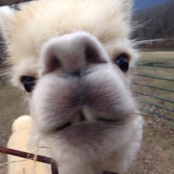 Columbia Creek Farms - Alpaca