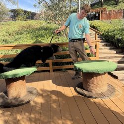Wild Wonders - Bearcat (Saba)