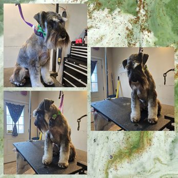 Fluffin Awesome Mutts - Pet Groomers Near Me - Rutland, Massachusetts