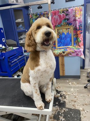 Poodles and doodles - A showcase of our poodles and doodles!