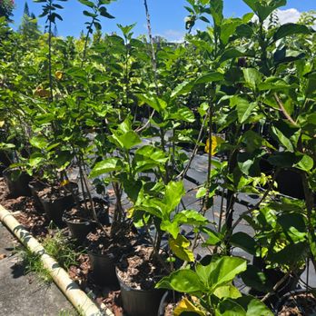 NatureWorks Nursery - A row of lychee - Nurseries & Gardening Near Me - Haiku, Hawaii