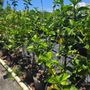 NatureWorks Nursery