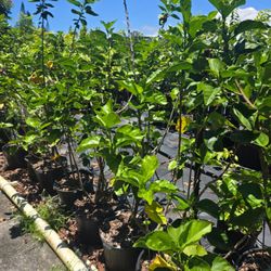 NatureWorks Nursery - A row of lychee