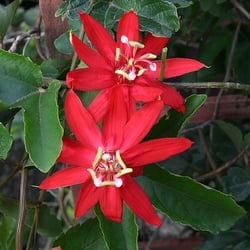 Mama's Garden Center - Passion flower