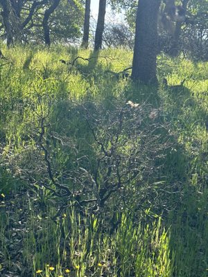 Foothill Regional Park by null