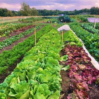 DeLano Farms CSA - a row of lettuce - CSA Near Me - Kalamazoo, Michigan